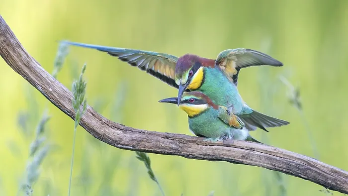 Gerahmter Druck : Bienenfresserpaar (Merops apiaster) Gerahmter Druck : Bienenfresserpaar (Merops apiaster)