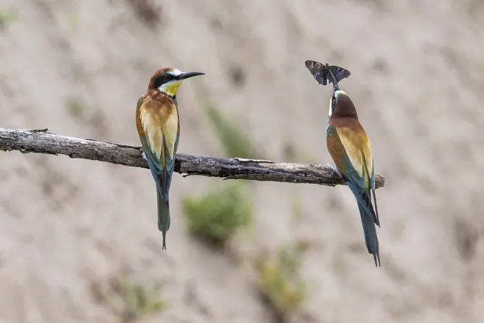 Gerahmter Druck : Schwalbenstar (Merops apiaster), Rheinland-Pfalz. Gerahmter Druck : Schwalbenstar (Merops apiaster), Rheinland-Pfalz.
