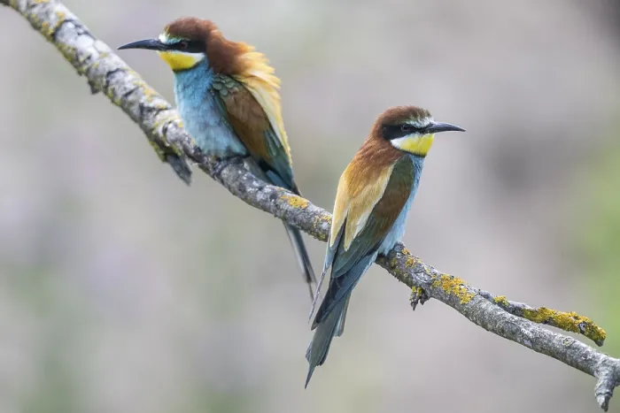 Gerahmter Druck : Schwalbenstar (Merops apiaster), Rheinland-Pfalz. Gerahmter Druck : Schwalbenstar (Merops apiaster), Rheinland-Pfalz.