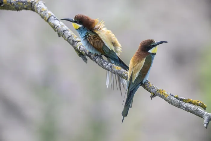 Gerahmter Druck : Schleiereule (Merops apiaster), Rheinland-Pfalz Gerahmter Druck : Schleiereule (Merops apiaster), Rheinland-Pfalz