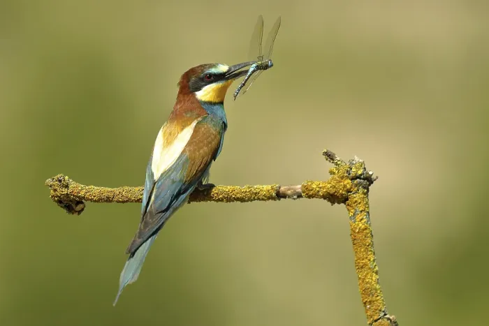Gerahmter Druck : Bienenfresser (Merops apiaster) sitzt auf Ast. Gerahmter Druck : Bienenfresser (Merops apiaster) sitzt auf Ast.