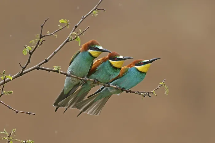 Gerahmter Druck : Bienenfresser (Merops apiaster) sitzt auf einem Ast. Gerahmter Druck : Bienenfresser (Merops apiaster) sitzt auf einem Ast.