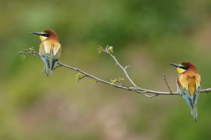 Gerahmter Druck : Bienenfresser (Merops apiaster) sitzt auf einem Ast. Gerahmter Druck : Bienenfresser (Merops apiaster) sitzt auf einem Ast.