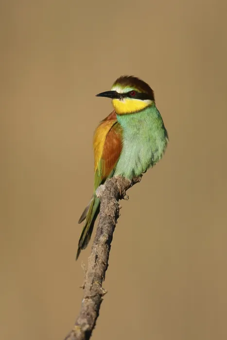 Gerahmter Druck : Bienenfresser (Merops apiaster) sitzt auf einem Ast. Gerahmter Druck : Bienenfresser (Merops apiaster) sitzt auf einem Ast.