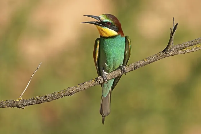 Gerahmter Druck : Schwalbenstar (Merops apiaster) sitzt auf einem Ast. Gerahmter Druck : Schwalbenstar (Merops apiaster) sitzt auf einem Ast.