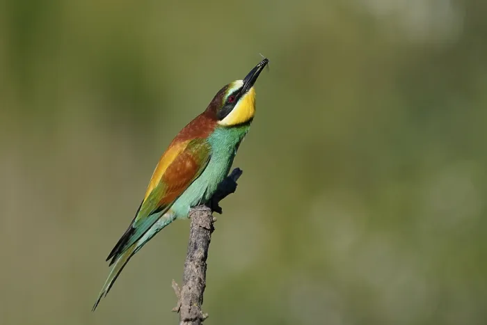 Gerahmter Druck : Bienenfresser (Merops apiaster) sitzt auf einem Ast. Gerahmter Druck : Bienenfresser (Merops apiaster) sitzt auf einem Ast.