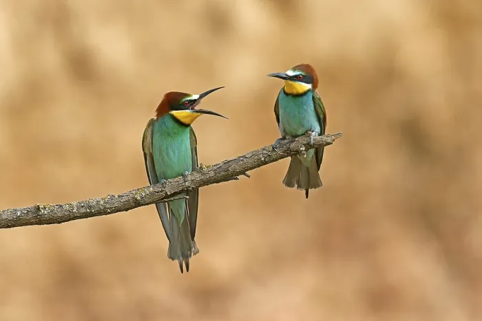 Gerahmter Druck : Bienenfresser (Merops apiaster) sitzt auf einem Ast. Gerahmter Druck : Bienenfresser (Merops apiaster) sitzt auf einem Ast.