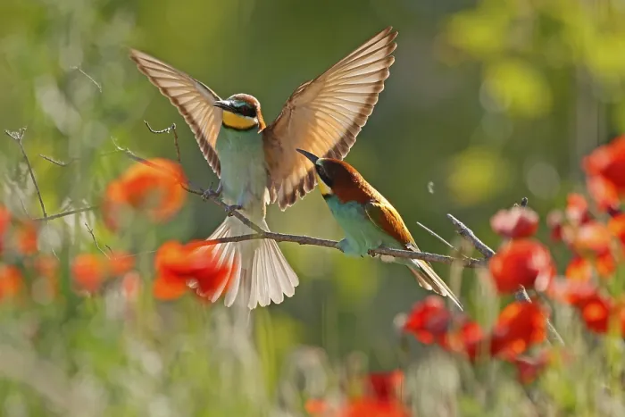 Gerahmter Druck : Bienenfresser (Merops apiaster) sitzt auf einem Ast. Gerahmter Druck : Bienenfresser (Merops apiaster) sitzt auf einem Ast.