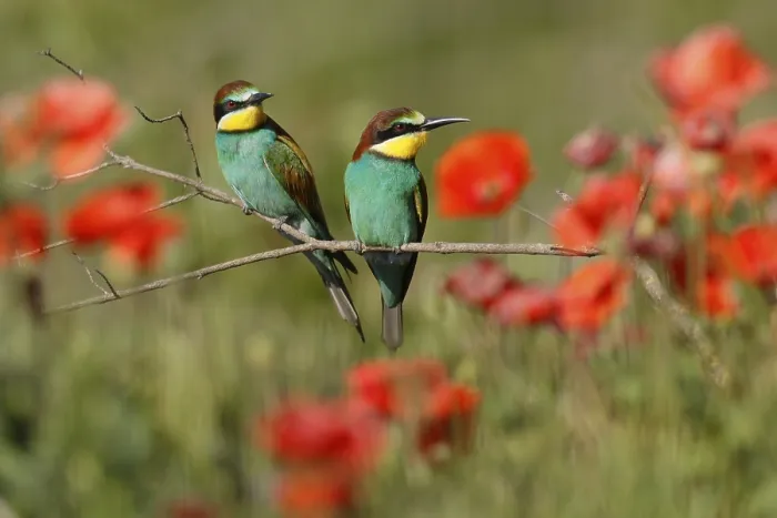 Gerahmter Druck : Bienenfresser (Merops apiaster) sitzt auf einem Ast. Gerahmter Druck : Bienenfresser (Merops apiaster) sitzt auf einem Ast.