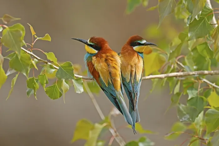 Gerahmter Druck : Bienenfresser (Merops apiaster) sitzt auf einem Ast.