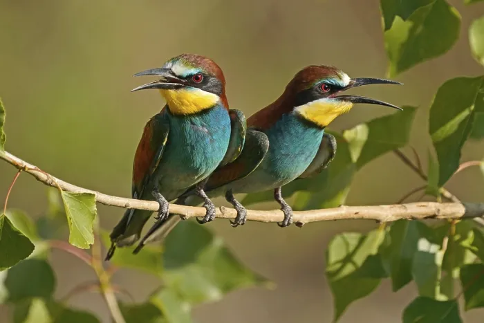 Gerahmter Druck : Bienenfresser (Merops apiaster) sitzt auf einem Ast. Gerahmter Druck : Bienenfresser (Merops apiaster) sitzt auf einem Ast.