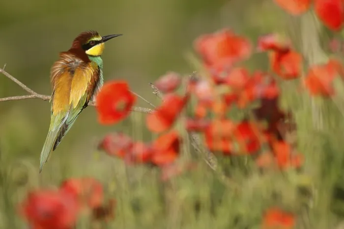 Gerahmter Druck : Schleiereule (Merops apiaster) sitzt auf einem Ast.