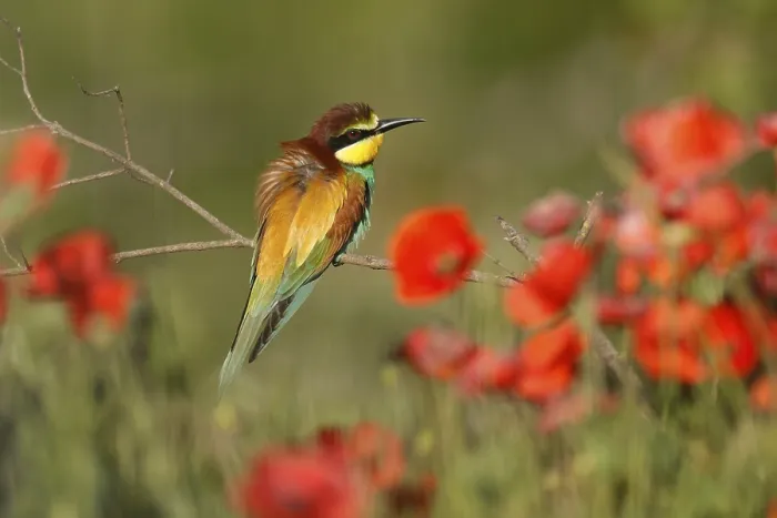 Gerahmter Druck : Schwalbenstar (Merops apiaster) sitzt auf einem Ast.