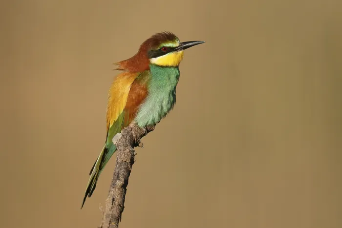 Gerahmter Druck : Schwalbenschwanz (Merops apiaster) sitzt auf einem Ast. Gerahmter Druck : Schwalbenschwanz (Merops apiaster) sitzt auf einem Ast.