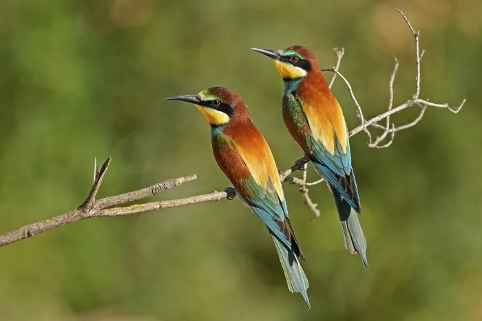 Gerahmter Druck : Bienenfresser (Merops apiaster) sitzt auf einem Ast. Gerahmter Druck : Bienenfresser (Merops apiaster) sitzt auf einem Ast.