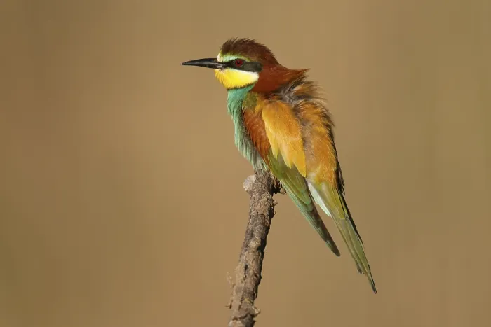 Gerahmter Druck : Bienenfresser (Merops apiaster) sitzt auf einem Ast. Gerahmter Druck : Bienenfresser (Merops apiaster) sitzt auf einem Ast.