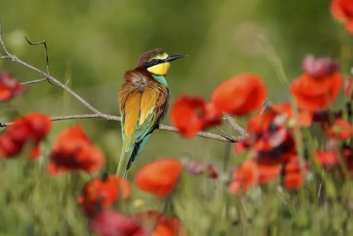 Gerahmter Druck : Schwalbenstar (Merops apiaster) sitzt auf einem Ast. Gerahmter Druck : Schwalbenstar (Merops apiaster) sitzt auf einem Ast.