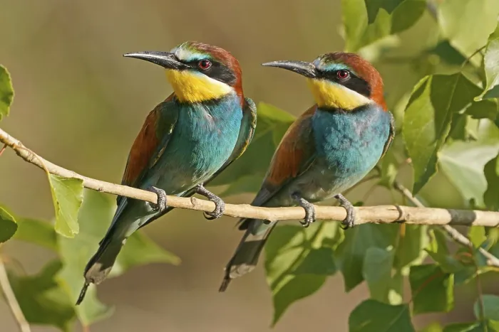Gerahmter Druck : Bienenfresser (Merops apiaster) sitzt auf einem Ast. Gerahmter Druck : Bienenfresser (Merops apiaster) sitzt auf einem Ast.