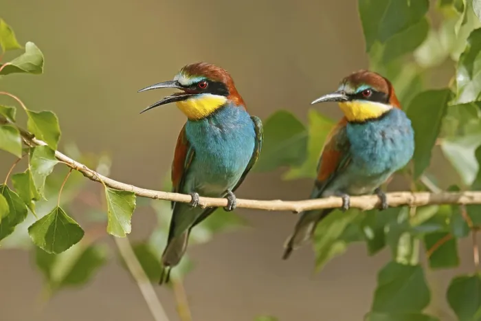 Gerahmter Druck : Schwalbenstar (Merops apiaster) sitzt auf einem Ast. Gerahmter Druck : Schwalbenstar (Merops apiaster) sitzt auf einem Ast.