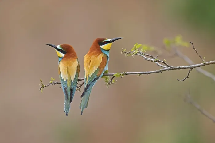 Gerahmter Druck : Bienenfresser (Merops apiaster) sitzt auf einem Ast. Gerahmter Druck : Bienenfresser (Merops apiaster) sitzt auf einem Ast.