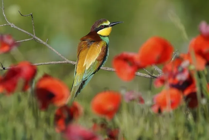 Gerahmter Druck : Schwalbenkauz (Merops apiaster) sitzt auf einem Ast. Gerahmter Druck : Schwalbenkauz (Merops apiaster) sitzt auf einem Ast.