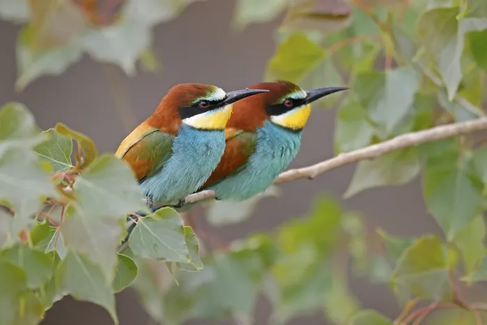 Gerahmter Druck : Bienenfresser (Merops apiaster) sitzt auf einem Ast. Gerahmter Druck : Bienenfresser (Merops apiaster) sitzt auf einem Ast.