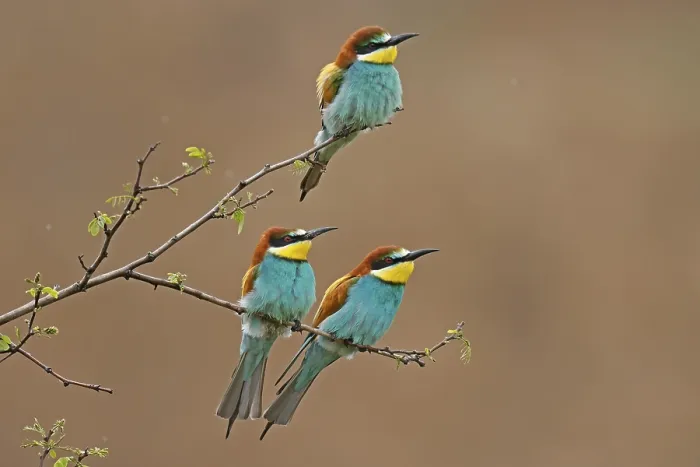 Gerahmter Druck : Bienenfresser (Merops apiaster) sitzt auf einem Ast. Gerahmter Druck : Bienenfresser (Merops apiaster) sitzt auf einem Ast.