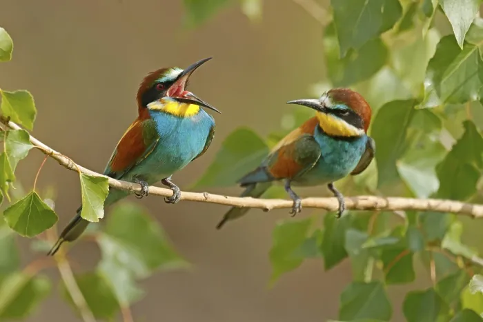 Gerahmter Druck : Schleiereule (Merops apiaster) sitzt auf einem Ast. Gerahmter Druck : Schleiereule (Merops apiaster) sitzt auf einem Ast.