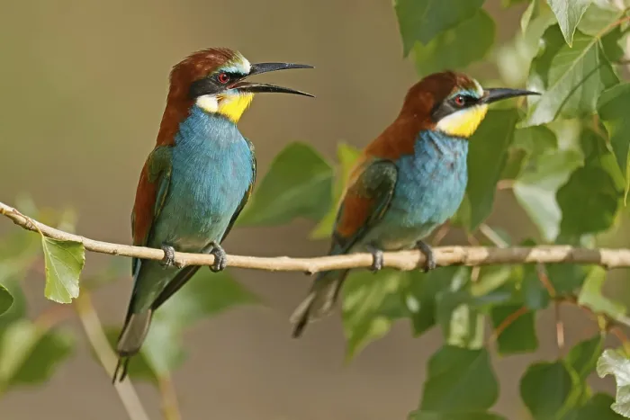 Gerahmter Druck : Bienenfresser (Merops apiaster) sitzt auf einem Ast. Gerahmter Druck : Bienenfresser (Merops apiaster) sitzt auf einem Ast.