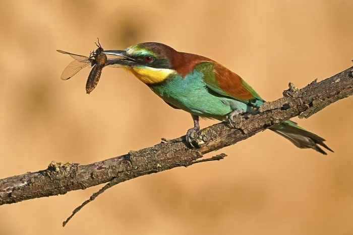 Gerahmter Druck : Bienenfresser (Merops apiaster) sitzt mit Insekt auf einem Ast. Gerahmter Druck : Bienenfresser (Merops apiaster) sitzt mit Insekt auf einem Ast.