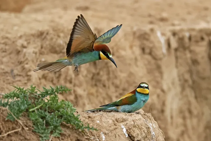 Gerahmter Druck : Bienenfresser (Merops apiaster) sitzt auf einem Steinwall. Gerahmter Druck : Bienenfresser (Merops apiaster) sitzt auf einem Steinwall.