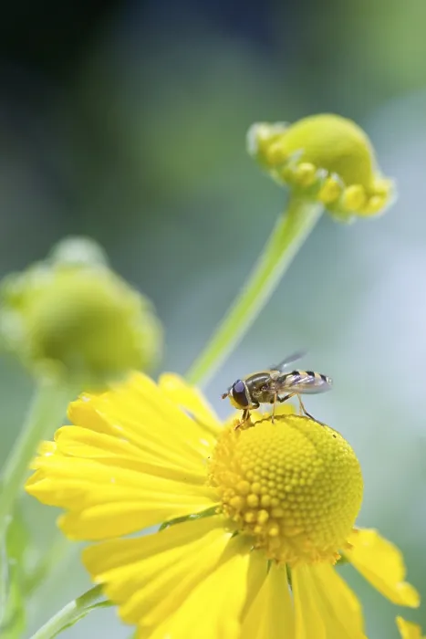 Gerahmter Druck : Bienen auf Blüten Gerahmter Druck : Bienen auf Blüten