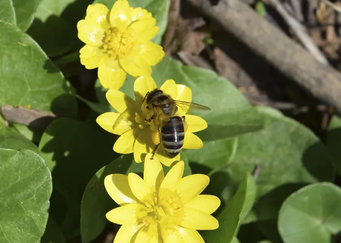 Gerahmter Druck : Biene auf einer violetten Blüte. Die Frühlingsauswahl von Nektarbienen. Gerahmter Druck : Biene auf einer violetten Blüte. Die Frühlingsauswahl von Nektarbienen.