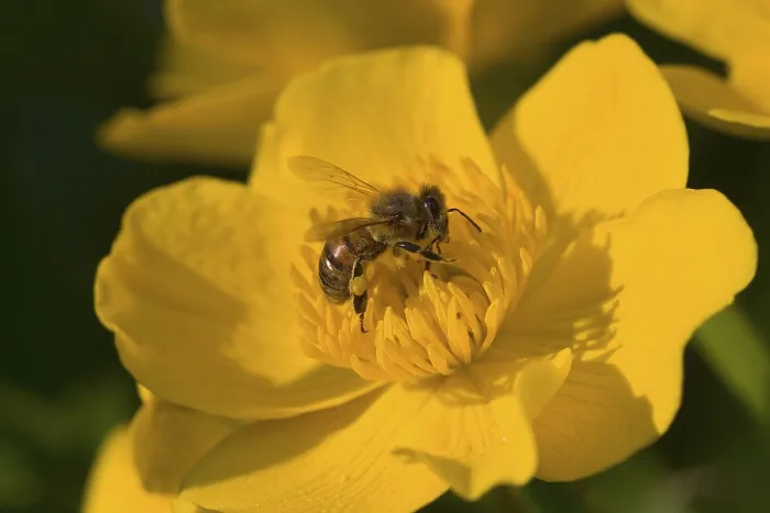 Gerahmter Druck : Biene auf Ringelblume Gerahmter Druck : Biene auf Ringelblume