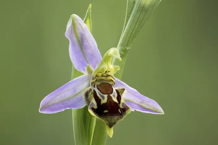 Gerahmter Druck : Beeorchidee Gerahmter Druck : Beeorchidee