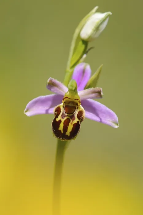 Gerahmter Druck : Bienenorchidee (Ophrys apifera) in Blüte. Gerahmter Druck : Bienenorchidee (Ophrys apifera) in Blüte.