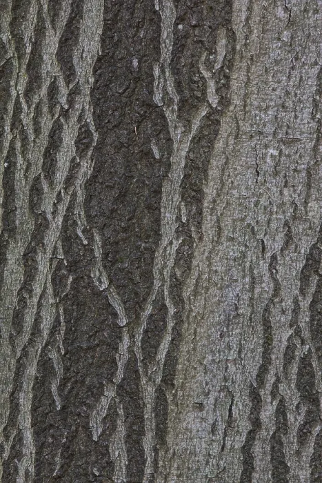 Gerahmter Druck : Fagus sylvatica - Rinde (Fagus sylvatica), Deutschland Gerahmter Druck : Fagus sylvatica - Rinde (Fagus sylvatica), Deutschland