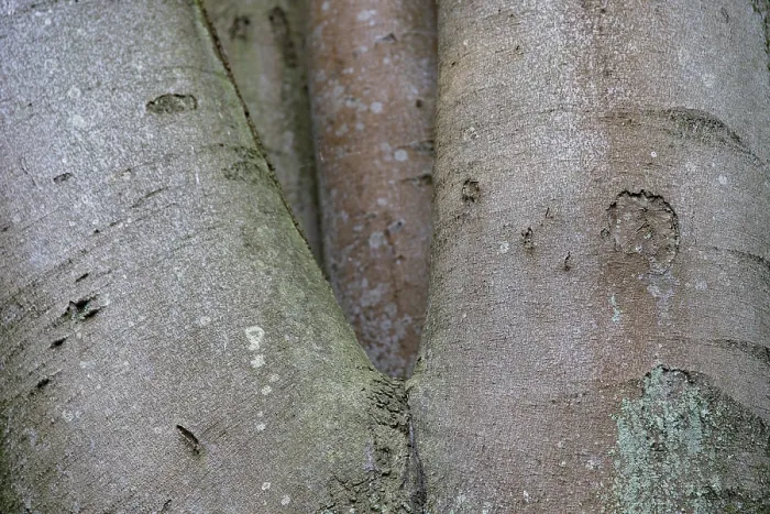Gerahmter Druck : Buchenrinde überwachsen mit Flechten. Gerahmter Druck : Buchenrinde überwachsen mit Flechten.