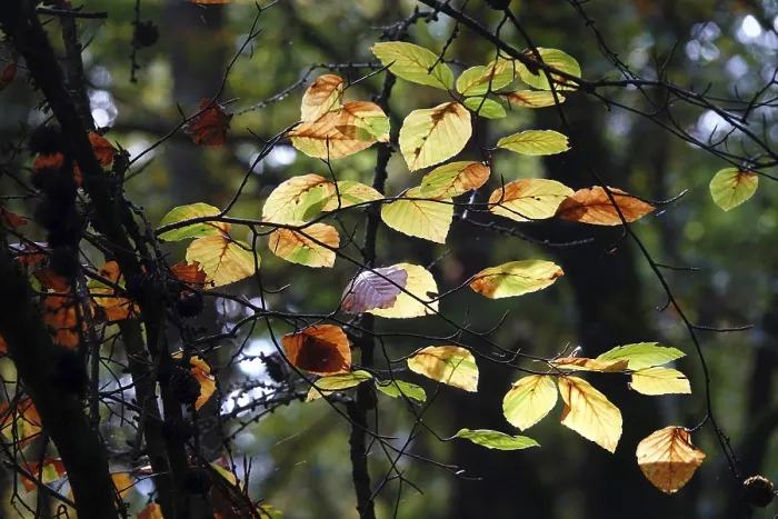 Gerahmter Druck : Buchenzweig im Herbst. Gerahmter Druck : Buchenzweig im Herbst.