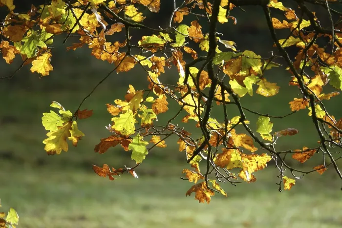 Gerahmter Druck : Buchenzweige im Herbst. Gerahmter Druck : Buchenzweige im Herbst.