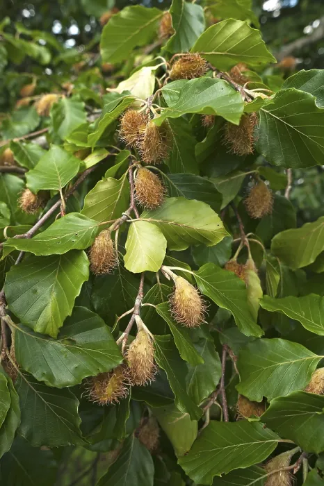 Gerahmter Druck : Beechzweige (Fagus) mit Eicheln. Gerahmter Druck : Beechzweige (Fagus) mit Eicheln.