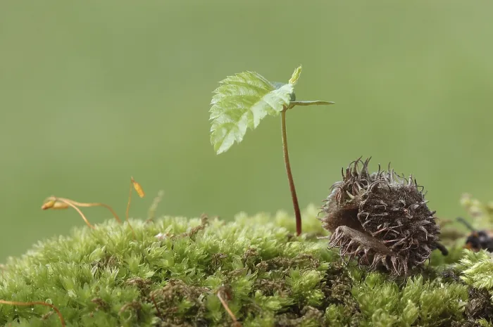 Gerahmter Druck : Buche (Fagus sylvatica), Sämling und Bucheckern. Gerahmter Druck : Buche (Fagus sylvatica), Sämling und Bucheckern.