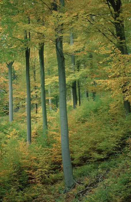 Gerahmter Druck : Buchenwald im Herbst, Niedersachsen. Gerahmter Druck : Buchenwald im Herbst, Niedersachsen.