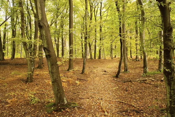 Gerahmter Druck : Buchenwald im Herbst. Grün und farbige Blätter. Gerahmter Druck : Buchenwald im Herbst. Grün und farbige Blätter.