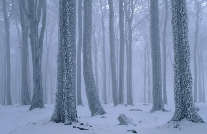 Gerahmter Druck : Buchenwald im Winter, Hessen. Gerahmter Druck : Buchenwald im Winter, Hessen.