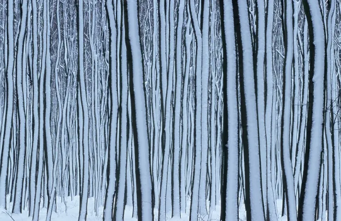 Gerahmter Druck : Buchenwald im Winter, Hessen. Gerahmter Druck : Buchenwald im Winter, Hessen.