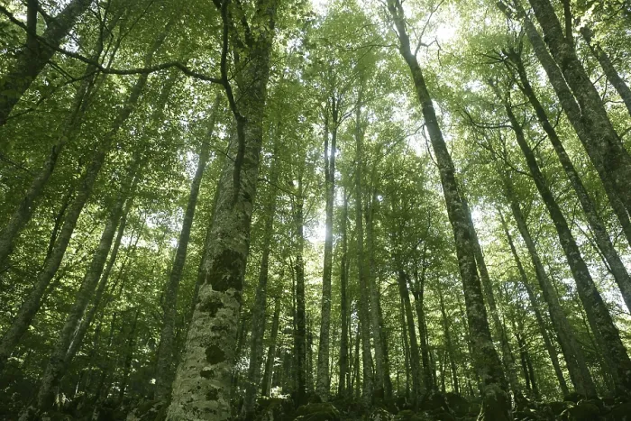 Gerahmter Druck : Eichenlaubgrüner Zauberwald mit Sonnenreflexen in Irati. Gerahmter Druck : Eichenlaubgrüner Zauberwald mit Sonnenreflexen in Irati.