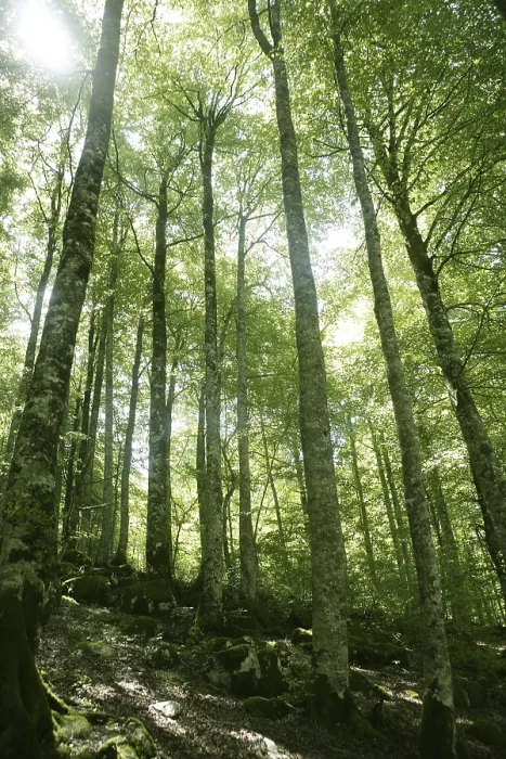 Gerahmter Druck : Buchenwaldgrün magischer Wald mit Sonnenreflexen in Irati. Gerahmter Druck : Buchenwaldgrün magischer Wald mit Sonnenreflexen in Irati.