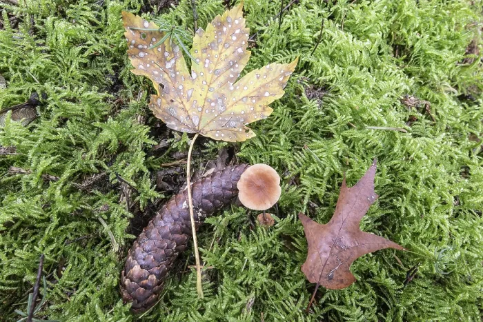 Gerahmter Druck : Nordamerikanische Eiche (Quercus rubra), Farn, Moose und Tanne (Picea abies) auf Moos in Niedersachsen, Deutschland Gerahmter Druck : Nordamerikanische Eiche (Quercus rubra), Farn, Moose und Tanne (Picea abies) auf Moos in Niedersachsen, Deutschland