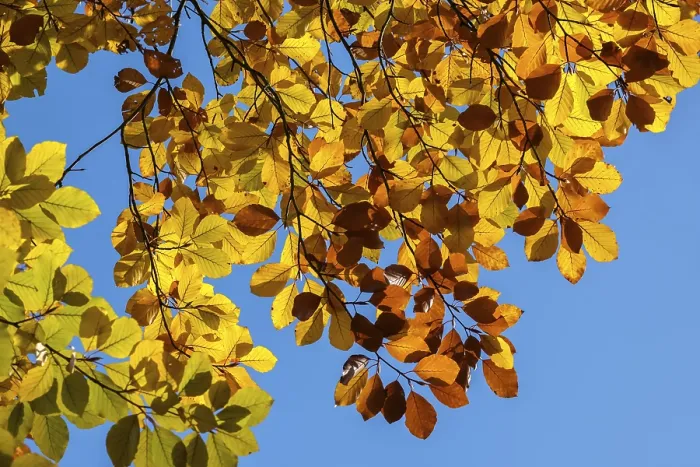 Gerahmter Druck : Buchenblätter im Herbst, Lichtreflexion. Gerahmter Druck : Buchenblätter im Herbst, Lichtreflexion.